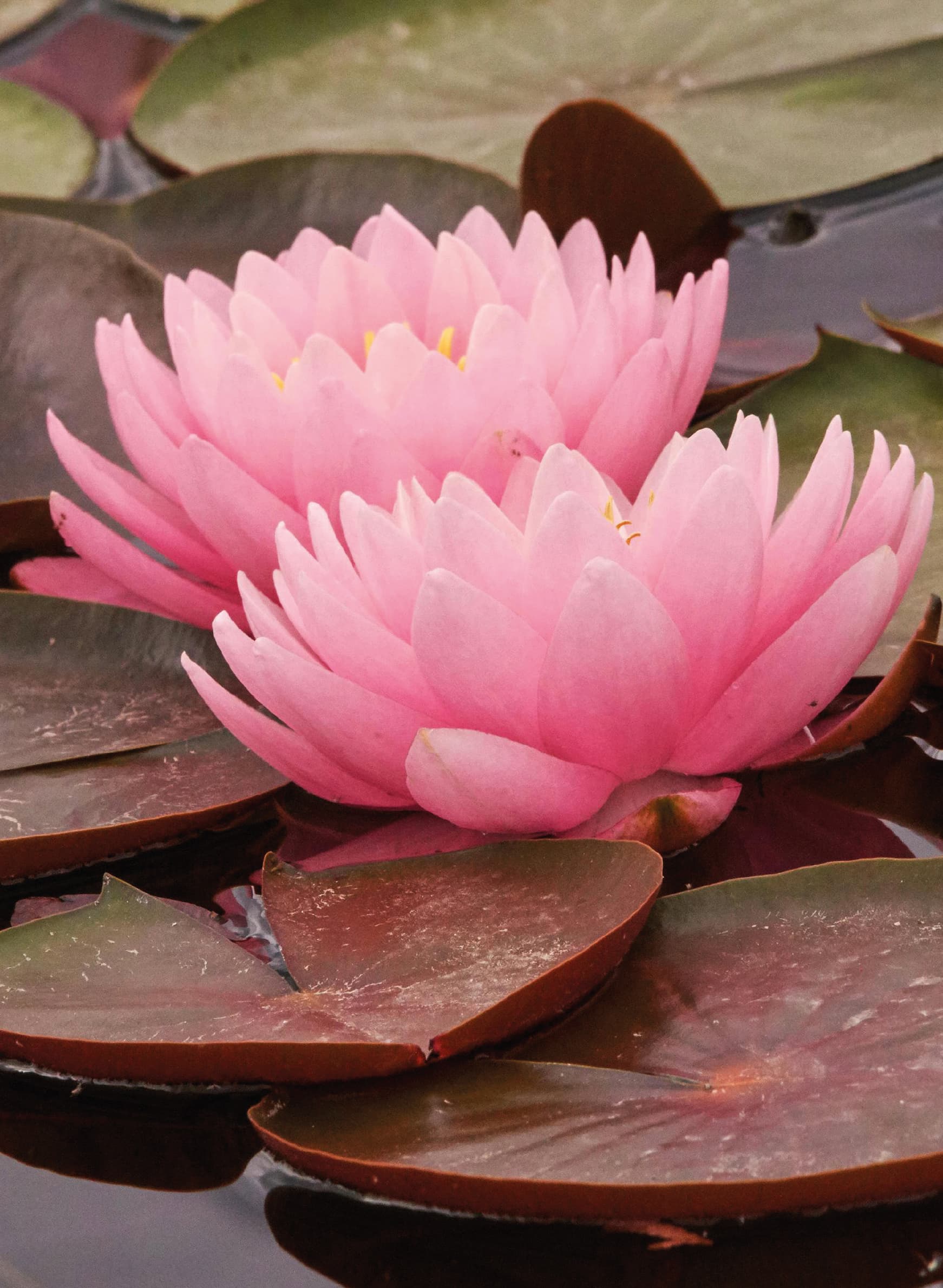 Immagine della linea Fiore di Loto